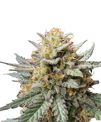 A resinous purple-green bud with vivid hairs — Milk&Qookies x Clementine feminized autoflower.