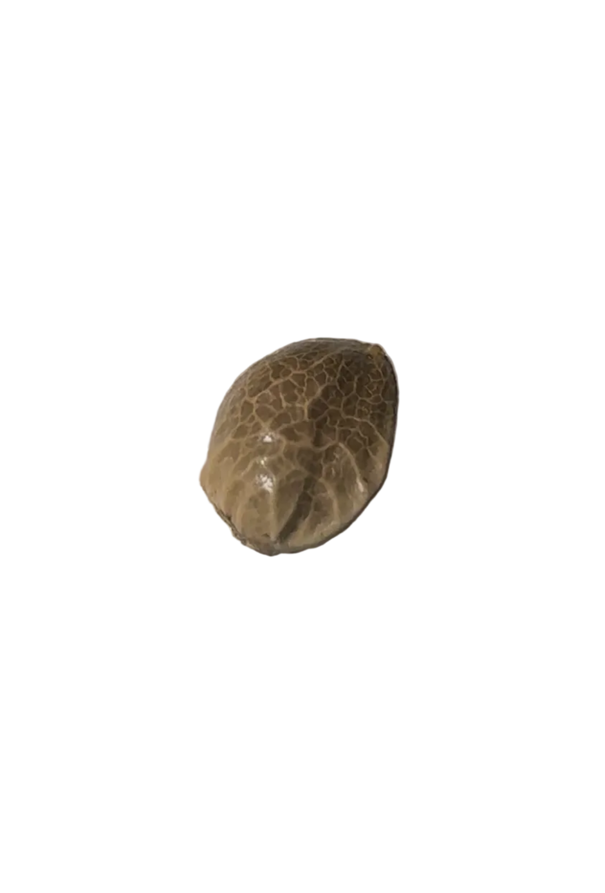 A mottled feminized seed held up close, from Seedtiva's Milk&Qookies x Clementine autoflower 2-pack.