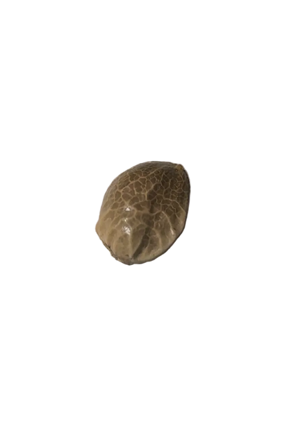 A mottled feminized seed held up close, from Seedtiva's Milk&Qookies x Clementine autoflower 2-pack.