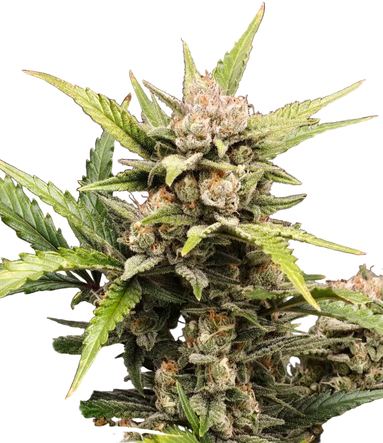 A compact green nug thick with white crystals, the Milk&Qookies x Zkittlez F1 hybrid.