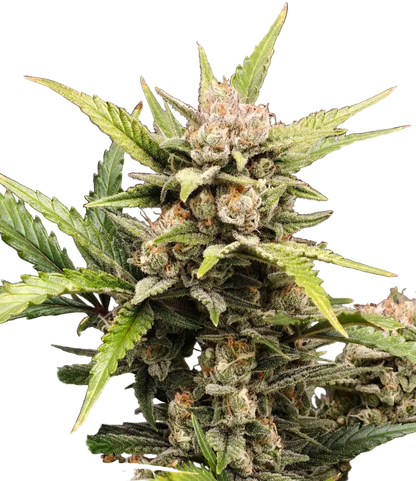 A compact green nug thick with white crystals, the Milk&Qookies x Zkittlez F1 hybrid.