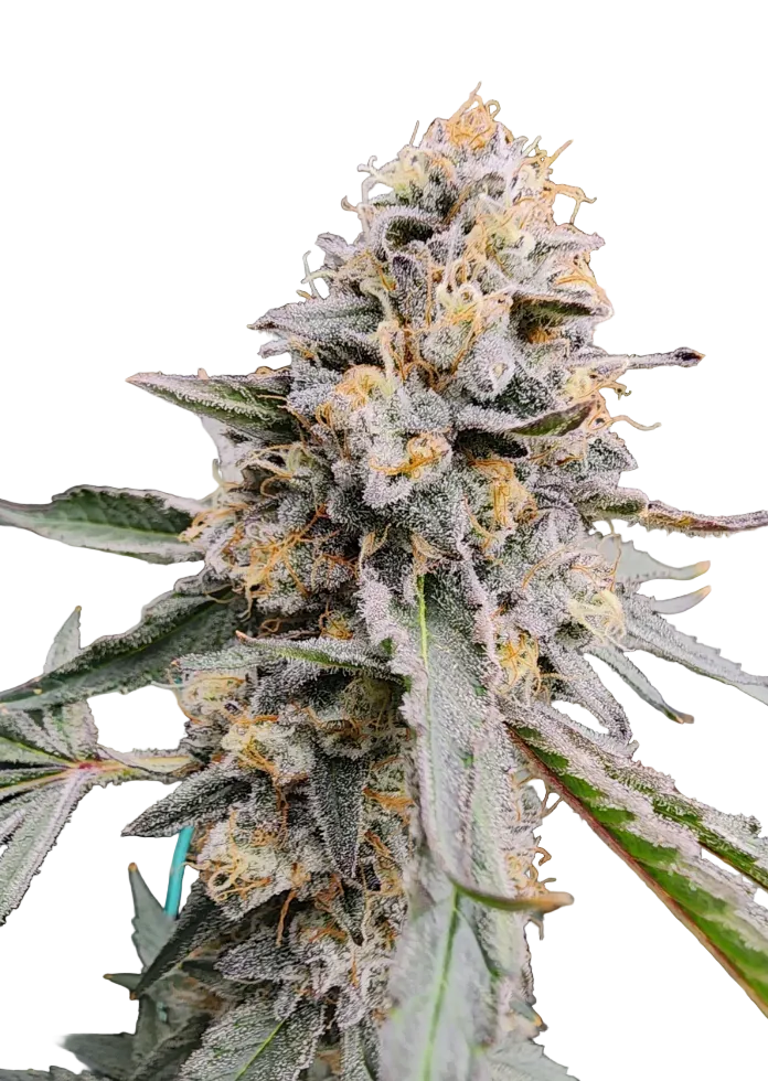 A bright, sticky bud — Milk&Qookies x Zkittlez feminized autoflower.