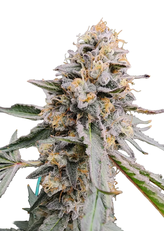 A bright, sticky bud — Milk&Qookies x Zkittlez feminized autoflower.