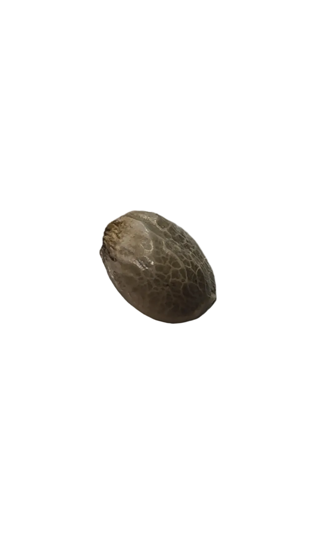 A tan-and-brown feminized seed held up close, from the Milk&Qookies x Zkittlez autoflower cross.
