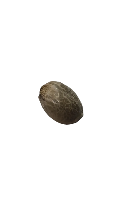 A tan-and-brown feminized seed held up close, from the Milk&Qookies x Zkittlez autoflower cross.
