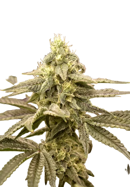 A sticky, glistening cola shot in close detail, from Northern Cheese Haze x AK-47 feminized autoflower seeds.