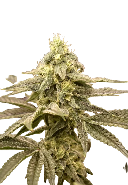 A sticky, glistening cola shot in close detail, from Northern Cheese Haze x AK-47 feminized autoflower seeds.