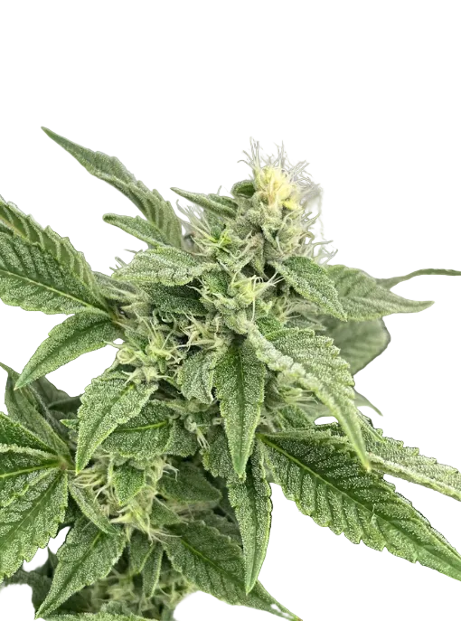 A bright green flower thick with curling amber hairs, the Northern Cheese Haze x AK-47 F1 hybrid.