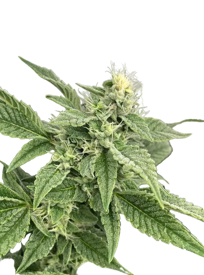 A bright green flower thick with curling amber hairs, the Northern Cheese Haze x AK-47 F1 hybrid.
