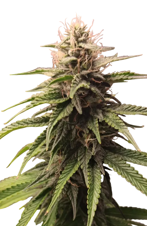 A frosty trichome-rich nug on a dark background, from the Northern Cheese Haze x AK-47 autoflower strain.