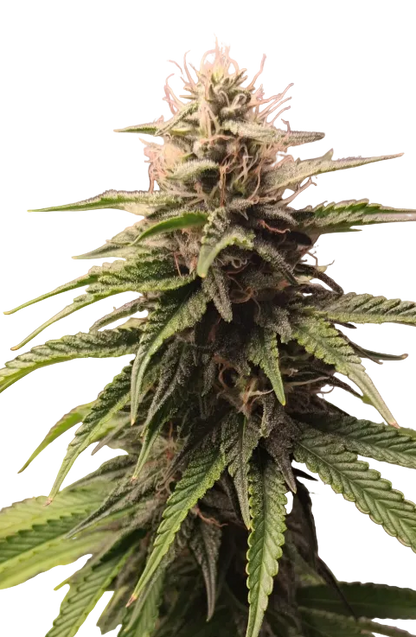 A frosty trichome-rich nug on a dark background, from the Northern Cheese Haze x AK-47 autoflower strain.