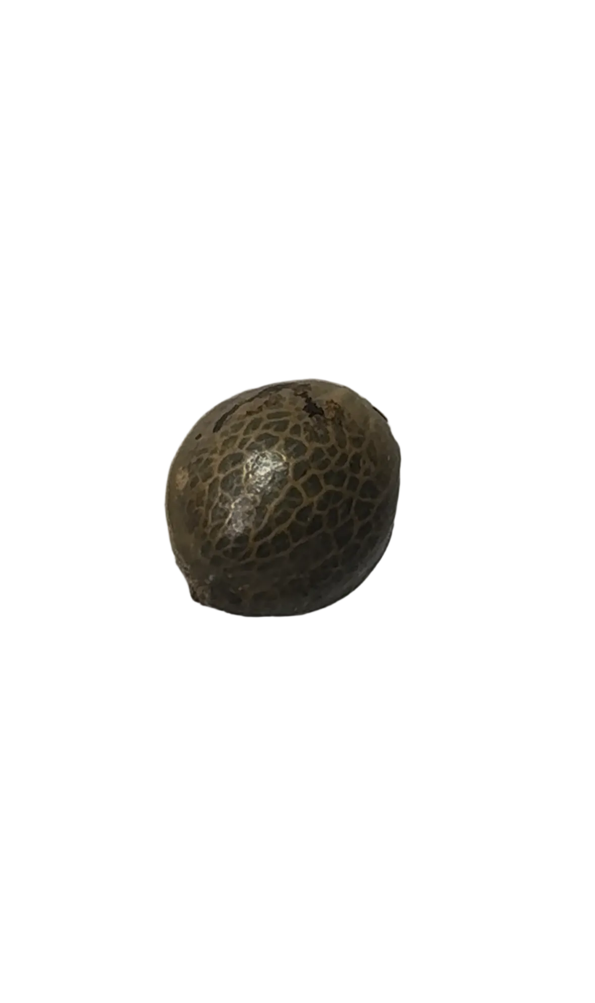 A marbled feminized seed held between two fingers, from the Northern Cheese Haze x AK-47 autoflower cross.