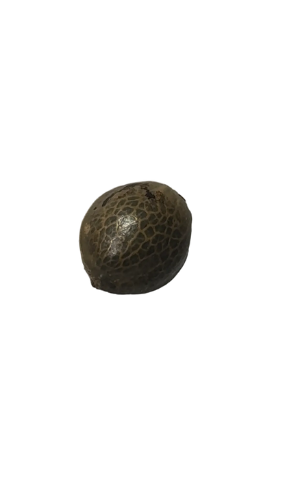 A marbled feminized seed held between two fingers, from the Northern Cheese Haze x AK-47 autoflower cross.