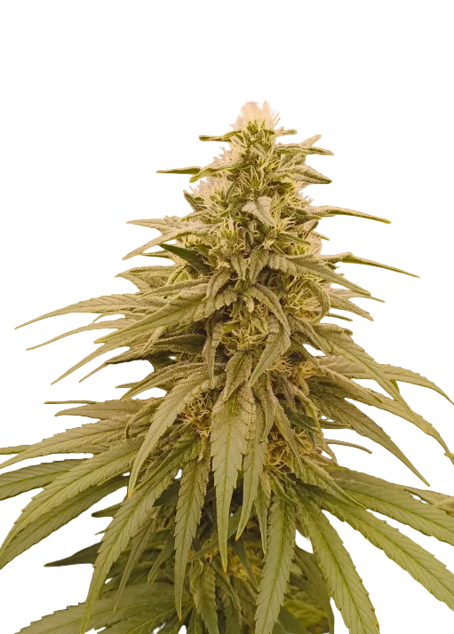 A tall frosted cola glistening against black, from OG x Clementine feminized autoflower seeds.