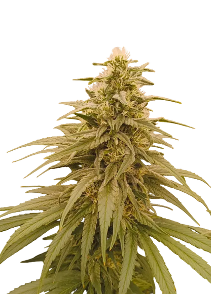 A tall frosted cola glistening against black, from OG x Clementine feminized autoflower seeds.