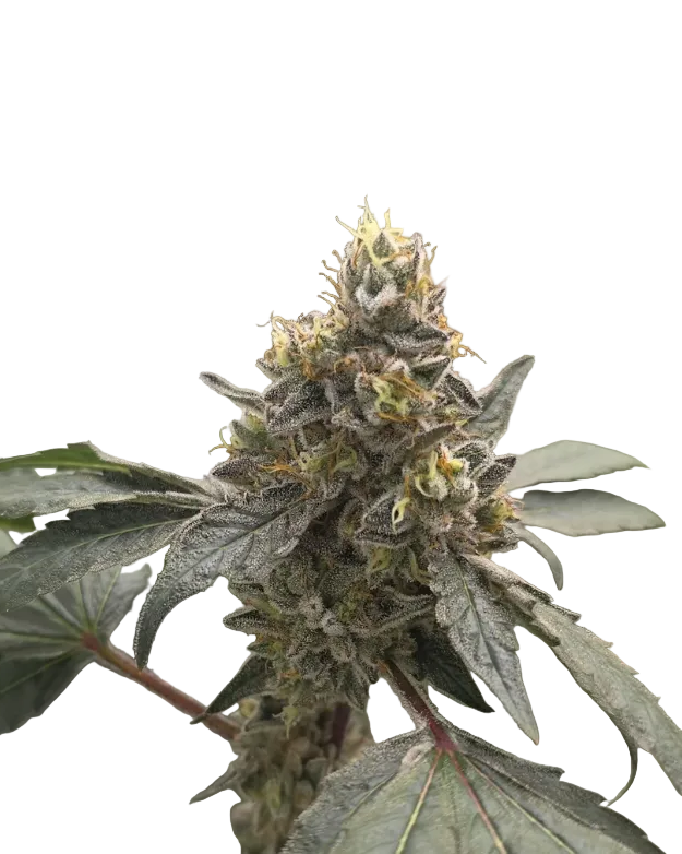 A compact green bud bristling with white trichomes, the OG x Clementine F1 hybrid.