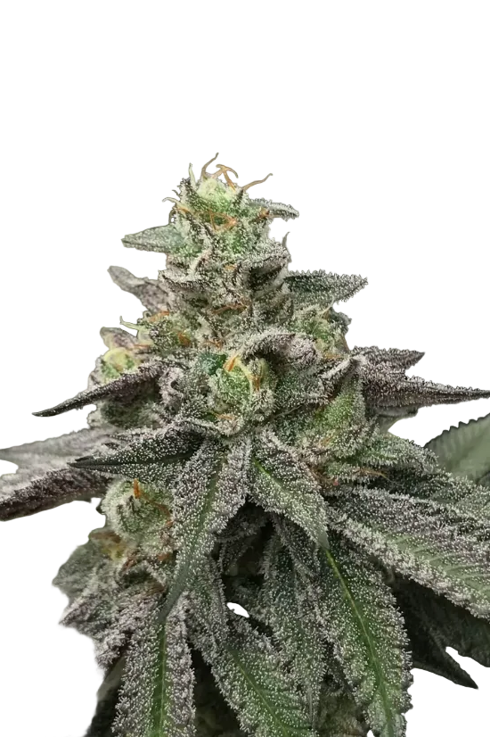 A plump nug with a light sugar dusting and amber pistils, from the OG x Clementine autoflower strain.