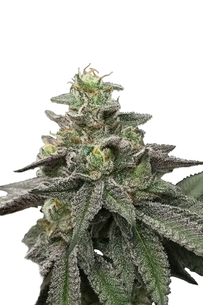 A plump nug with a light sugar dusting and amber pistils, from the OG x Clementine autoflower strain.