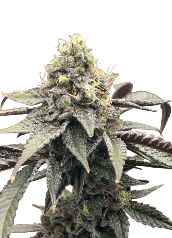 A bright, sticky flower — OG x Clementine feminized autoflower.
