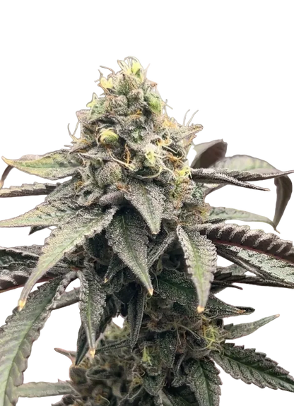 A bright, sticky flower — OG x Clementine feminized autoflower.