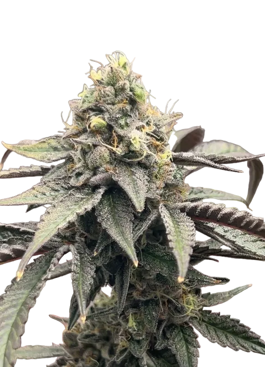 A bright, sticky flower — OG x Clementine feminized autoflower.