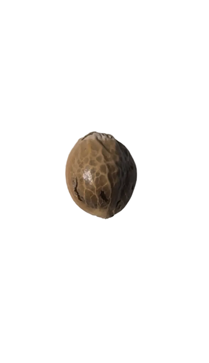 A single dark tiger-striped seed pinched in the fingertips, from Seedtiva's OG x Clementine autoflower 2-pack.