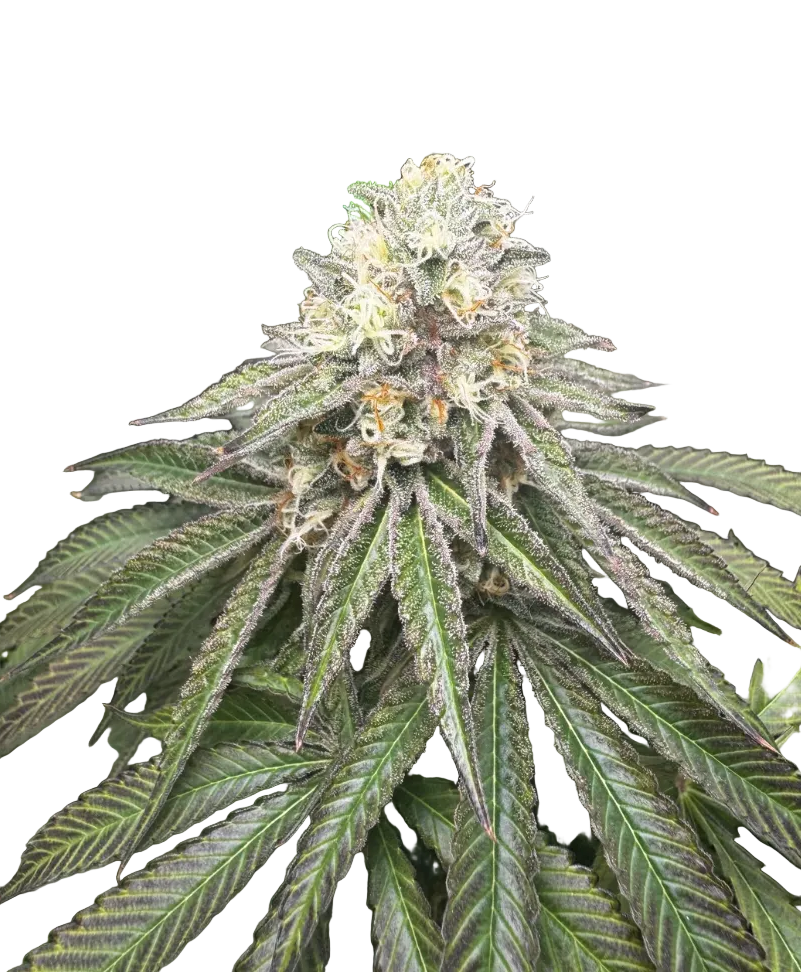 A snowy trichome-covered nug on a dark background, from the OG x Zkittlez autoflower strain.