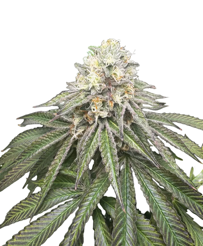 A snowy trichome-covered nug on a dark background, from the OG x Zkittlez autoflower strain.