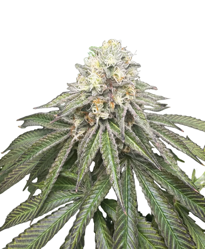 A snowy trichome-covered nug on a dark background, from the OG x Zkittlez autoflower strain.
