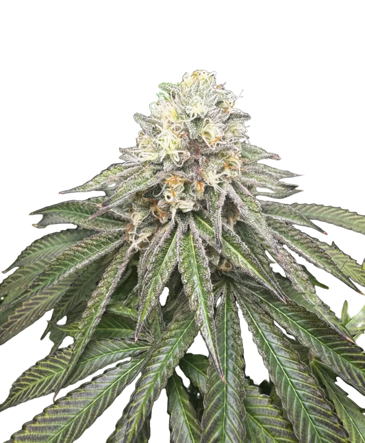 A snowy trichome-covered nug on a dark background, from the OG x Zkittlez autoflower strain.