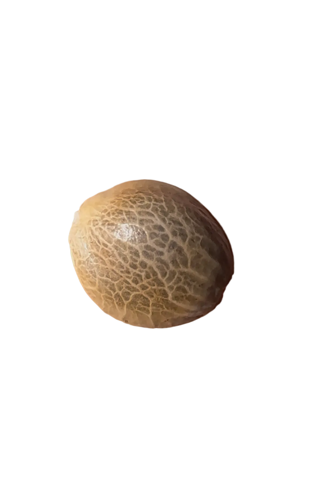 A marbled feminized seed pinched between fingertips, from Seedtiva's OG x Zkittlez autoflower 2-pack.