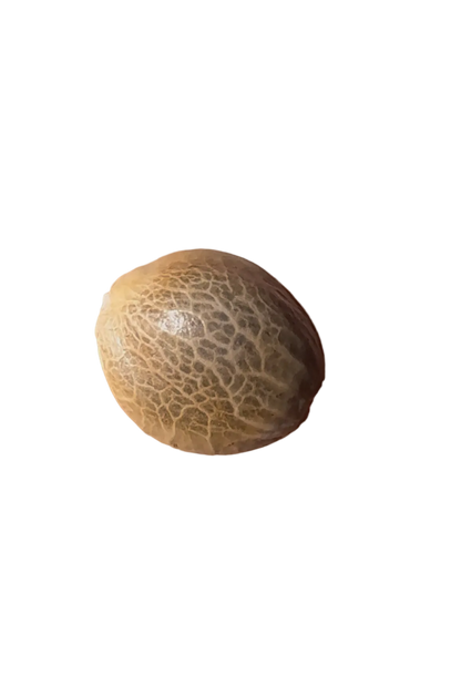 A marbled feminized seed pinched between fingertips, from Seedtiva's OG x Zkittlez autoflower 2-pack.
