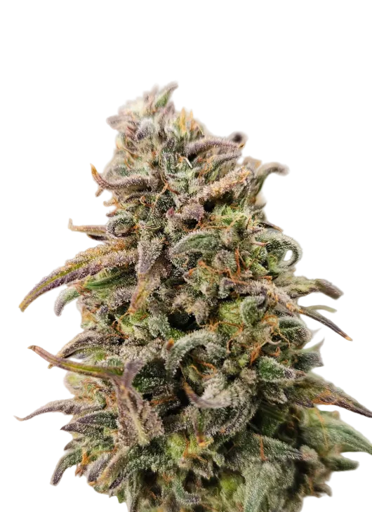 Close-up of a frost-heavy green cola with a silvery sheen — the Purple Kush x AK-47 feminized autoflower.