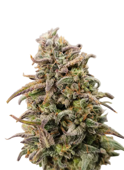 Close-up of a frost-heavy green cola with a silvery sheen — the Purple Kush x AK-47 feminized autoflower.