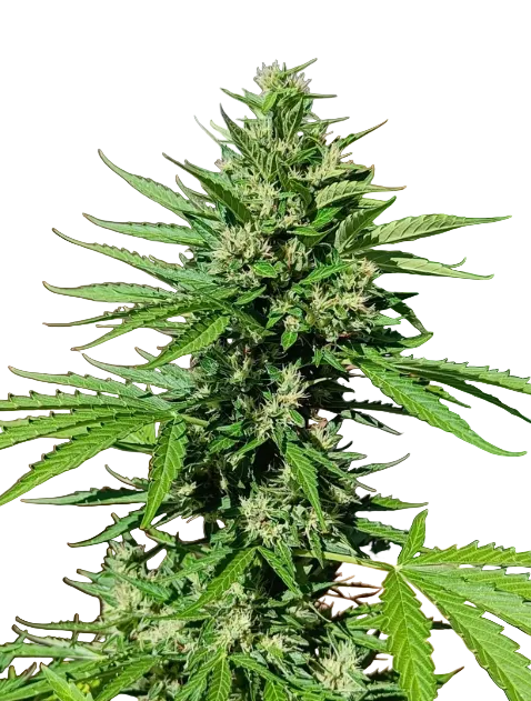A rounded emerald bud packed with crystal trichomes, from Seedtiva's Purple Kush x AK-47 autoflower.