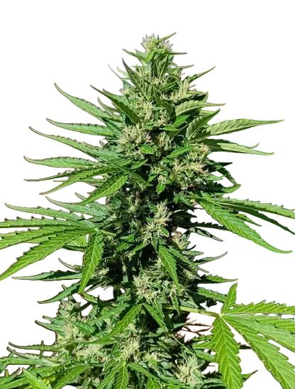 A rounded emerald bud packed with crystal trichomes, from Seedtiva's Purple Kush x AK-47 autoflower.