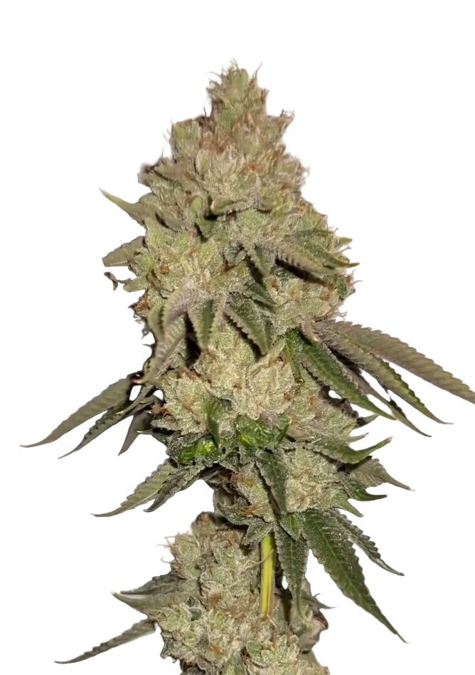 A purple-tinged nug with copper pistils and frosted tips, the Purple Kush x AK-47 F1 autoflower cross.