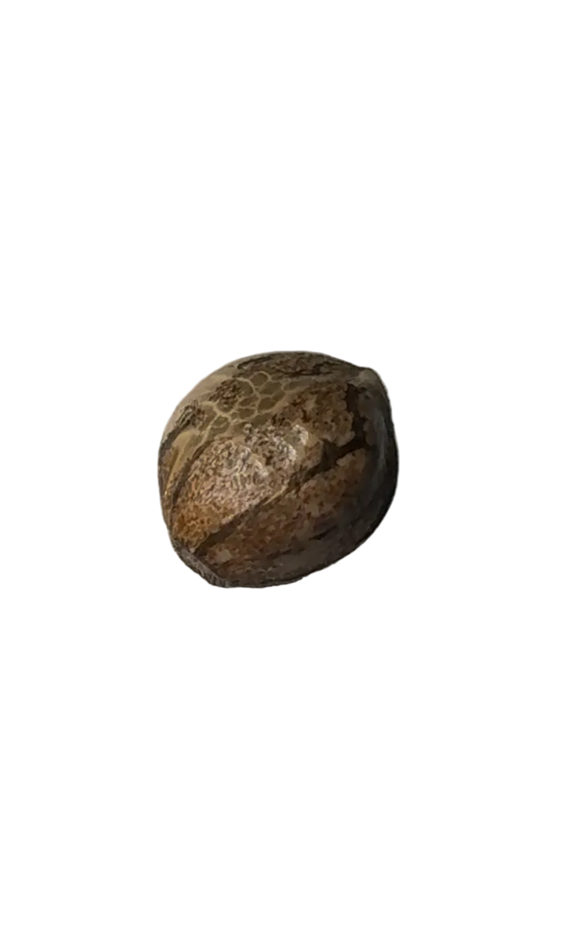 A mottled cannabis seed held up against a soft background — Purple Kush x AK-47 F1 feminized autoflower seeds.