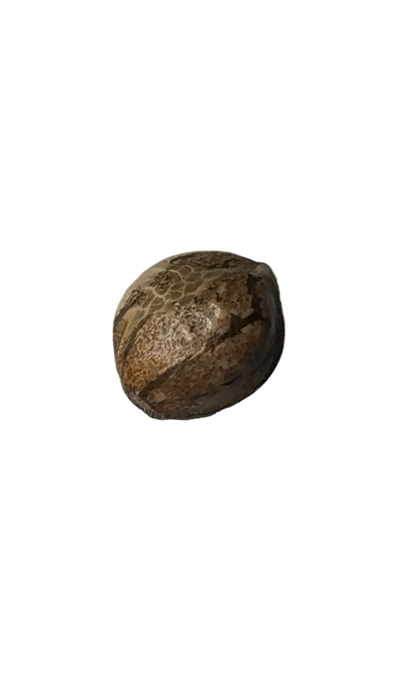 A mottled cannabis seed held up against a soft background — Purple Kush x AK-47 F1 feminized autoflower seeds.