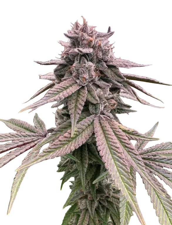A sticky green nug glistening with heavy frost, from Seedtiva's Purple Kush x Double Grape autoflower.
