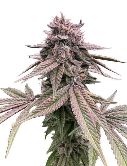 A sticky green nug glistening with heavy frost, from Seedtiva's Purple Kush x Double Grape autoflower.