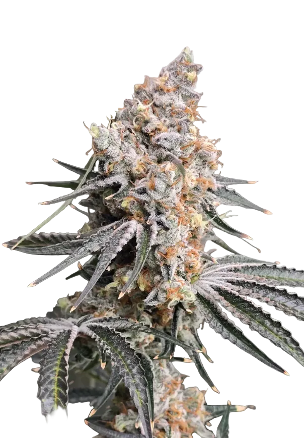 A deep violet bud with a frosted, crystalline surface, the Purple Kush x Double Grape F1 autoflower cross.
