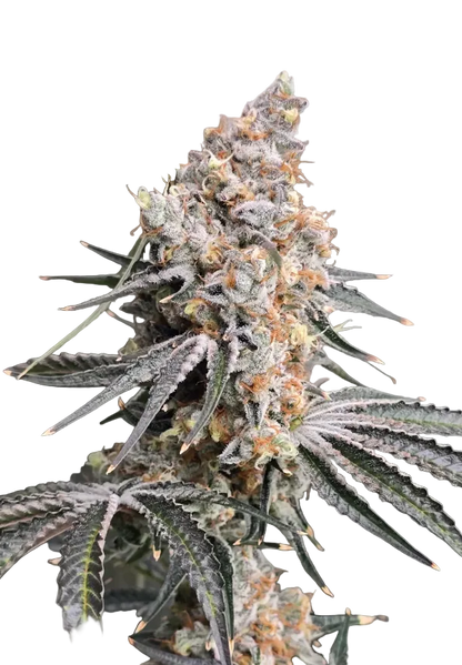 A deep violet bud with a frosted, crystalline surface, the Purple Kush x Double Grape F1 autoflower cross.