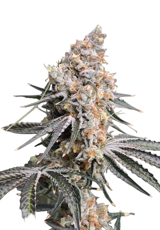 A deep violet bud with a frosted, crystalline surface, the Purple Kush x Double Grape F1 autoflower cross.