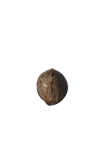 Close-up of a dark marbled cannabis seed pinched between fingertips — the Purple Kush x Double Grape feminized autoflower.