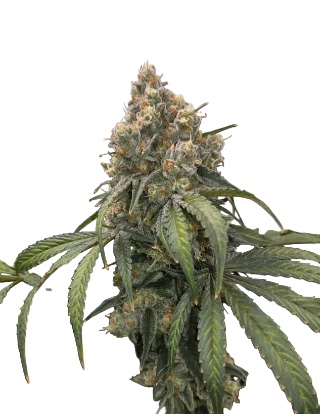 A frosty purple-tinged nug with copper pistils, from Purple Scoops x Clementine feminized autoflower seeds.