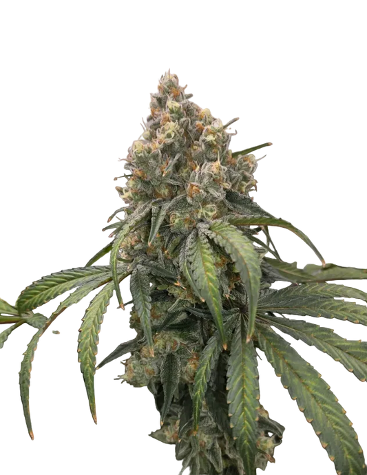A frosty purple-tinged nug with copper pistils, from Purple Scoops x Clementine feminized autoflower seeds.