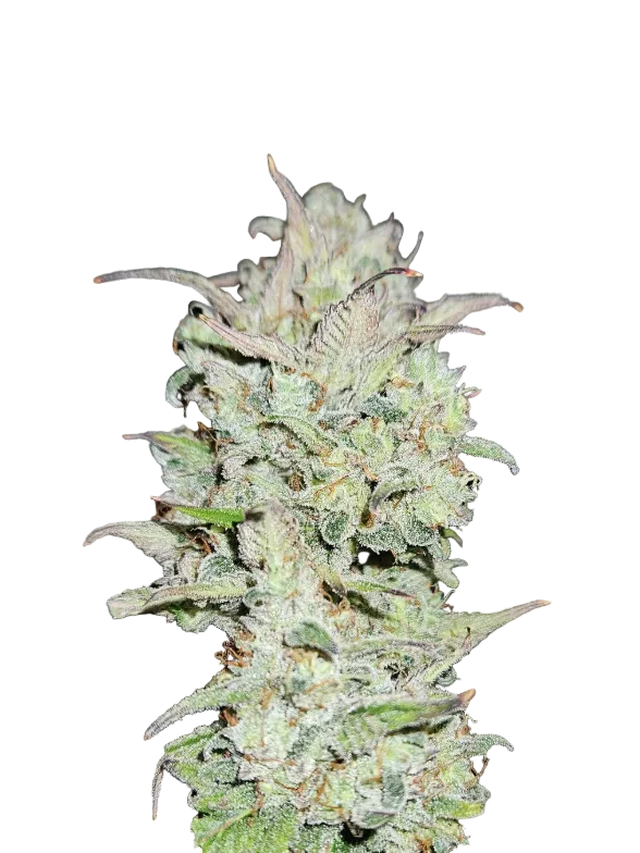 A rounded green bud packed with milky trichomes, the Purple Scoops x Clementine F1 hybrid.