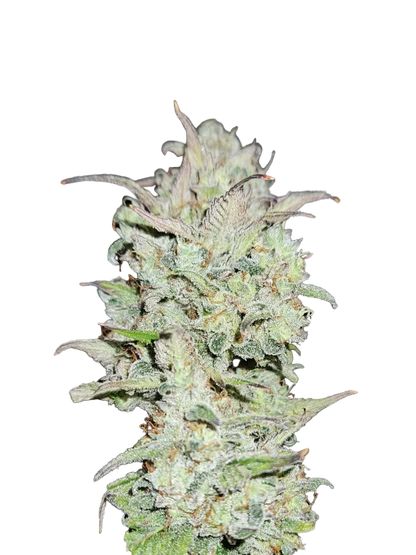 A rounded green bud packed with milky trichomes, the Purple Scoops x Clementine F1 hybrid.