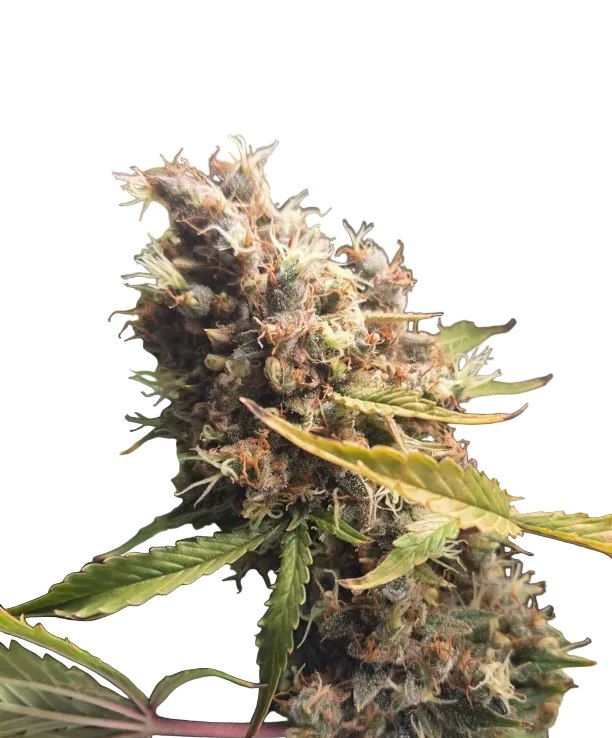 A close macro of resin-glazed calyxes catching the light, from the Purple Scoops x Clementine autoflower strain.
